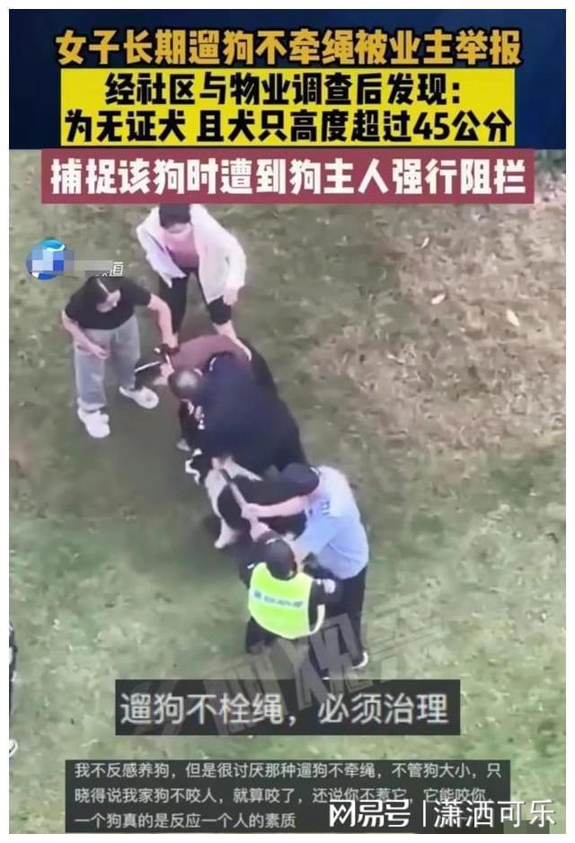 女子遛狗不拴绳称我家狗不咬人被举报 工作人员要捕捉无证边牧！狗主人悔之晚矣