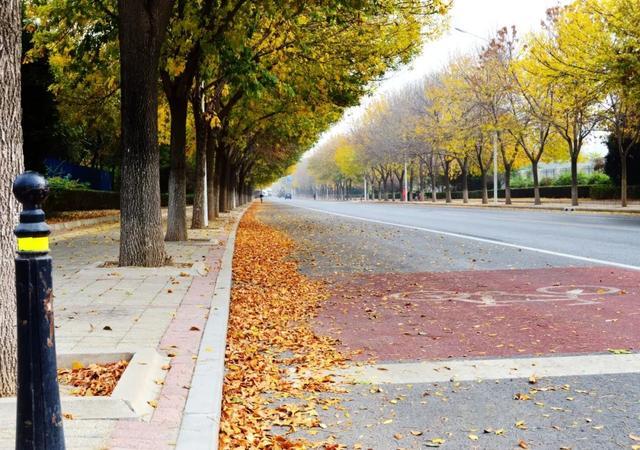 北京丰台实行“落叶缓扫” “一街一策”留住秋景