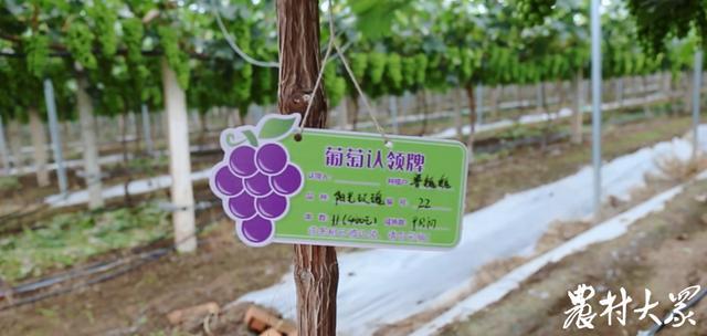 媒体评阳光玫瑰价格暴跌 扩种速度过快品质把控不严 导致风味差强人意消费者不认可