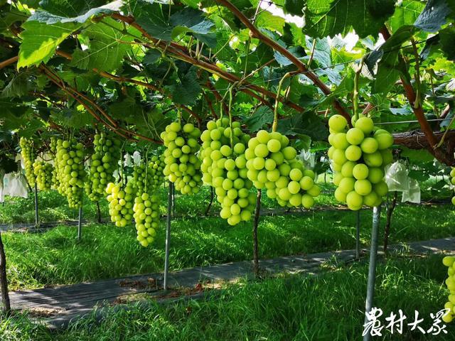 媒体评阳光玫瑰价格暴跌 扩种速度过快品质把控不严 导致风味差强人意消费者不认可