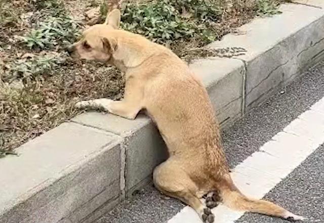 小狗被撞断脊柱同伴不离不弃 志愿者送医取名“立冬”