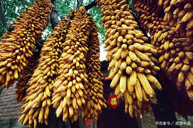 猪价“插翅涨”,玉米、豆粕“涨翻天”,蛋价“跌惨”!发生了啥