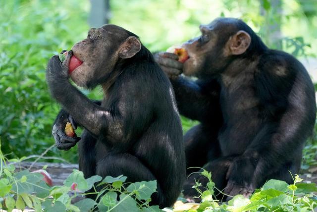 科学家发现黑猩猩用兵法抢占高地