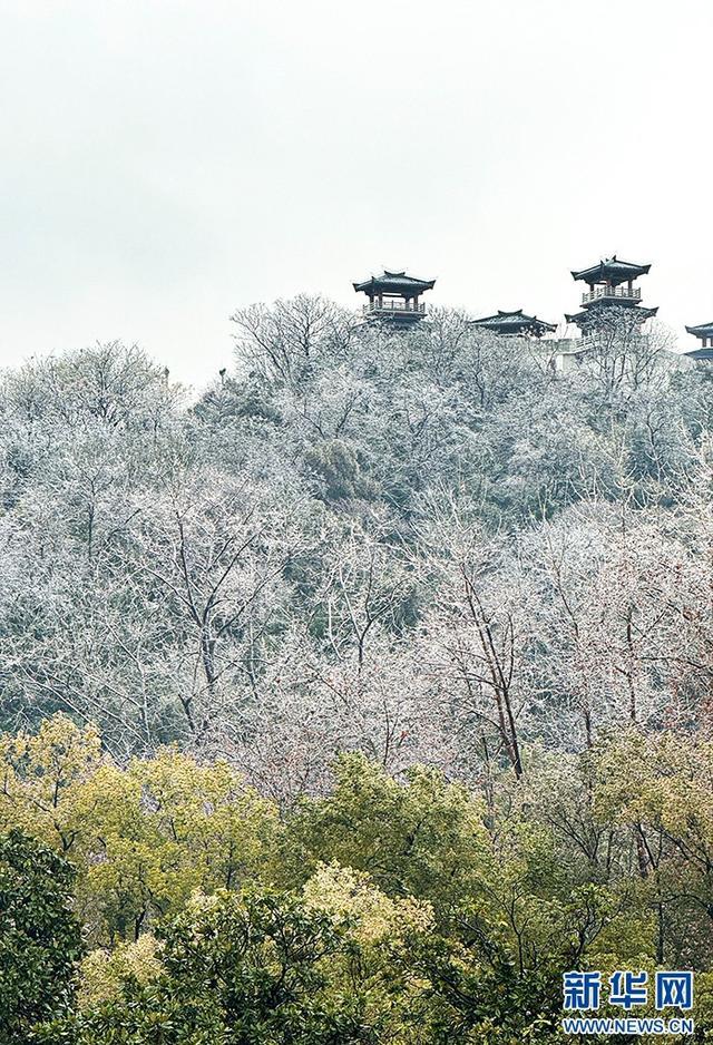 武汉冻雨形成雨凇景观：冰糖叶子水晶花苞太美了