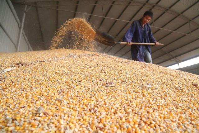 玉米价格大范围上涨！目前干玉米多少钱一斤？