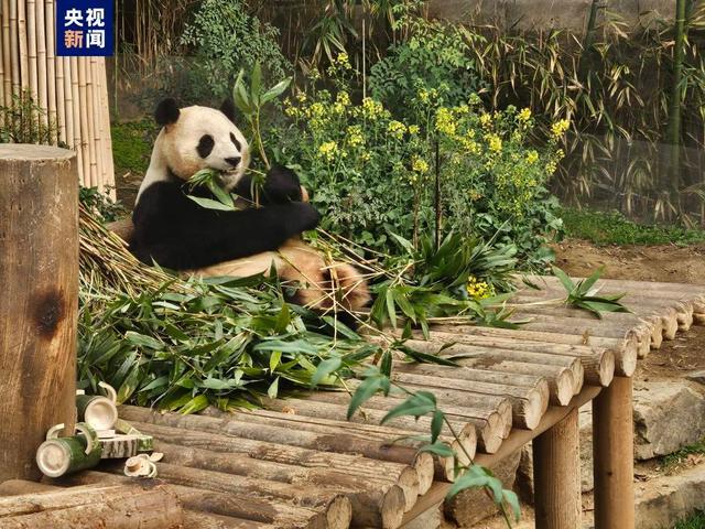 大熊猫福宝在韩展出最后一天，数千韩国民众送别