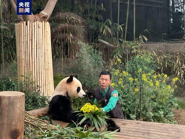 大熊猫福宝在韩展出最后一天，数千韩国民众送别