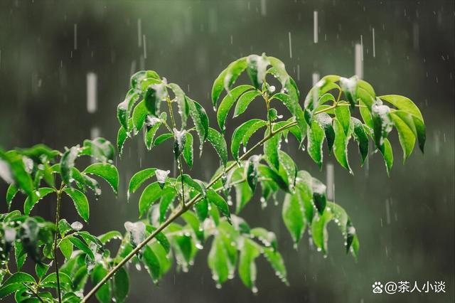 老话说“最怕初一雨淋淋” 为啥怕？农谚早有答案