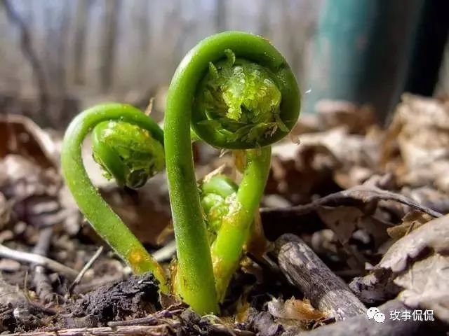 性寒,有清热,滑肠,降气,化痰的功效.蕨菜.