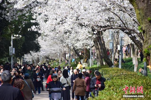 武汉大学樱花即将进入盛花期 公众可免费预约赏樱
