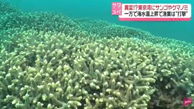 日本东京湾因海水升温现奇异景象 珊瑚礁正在疯长
