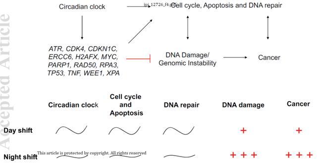 新研究：熬夜破坏癌基因节律，导致DNA修复效率降低，患癌风险大增！