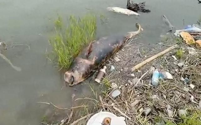 长江江边发现一条受伤江豚的尸体