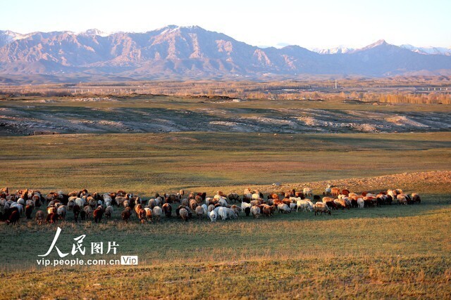 新疆阿勒泰：700万头牲畜已转场