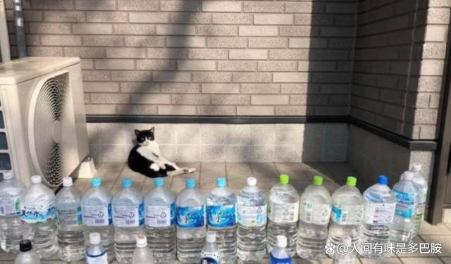 为什么日本人门前爱放整排矿泉水瓶 独特驱猫智慧与生活美学