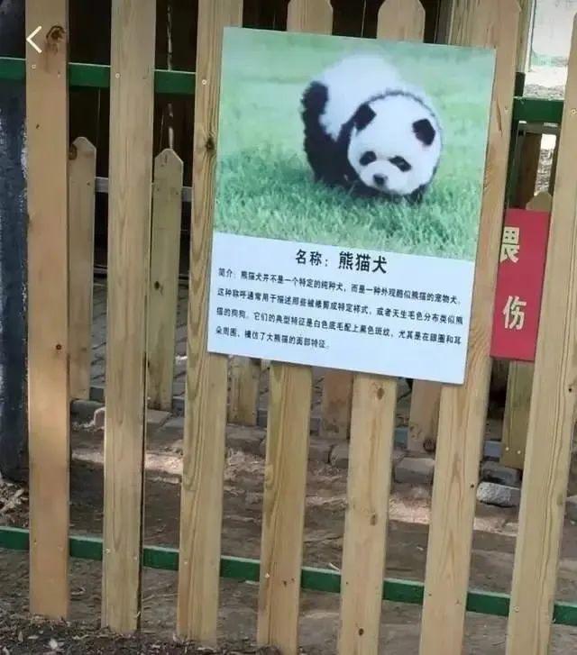 媒体评动物园上新“熊猫犬” 创意引热议，实为松狮扮熊猫