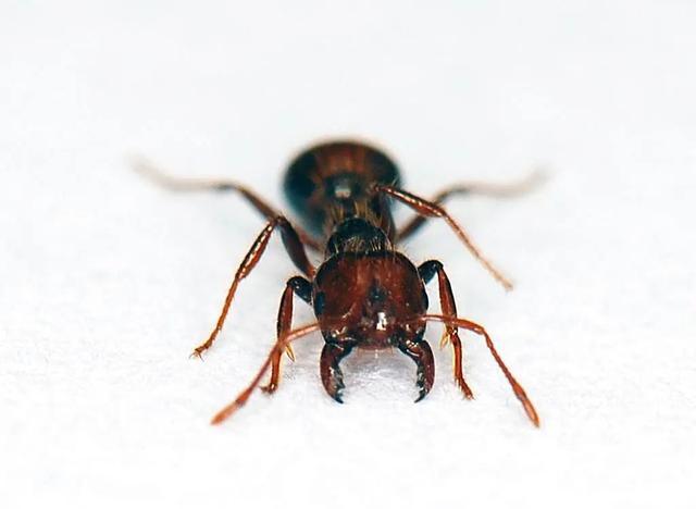 地表最强入侵害虫正处活跃期 全民警惕防范红火蚁