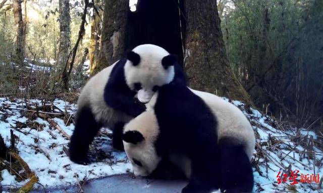 野生大熊猫母子的贴贴日常 自然保护区温馨瞬间