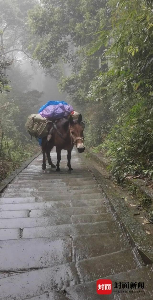 峨眉山景区回应骡子负重前行 确保动物福利，合理负重运输