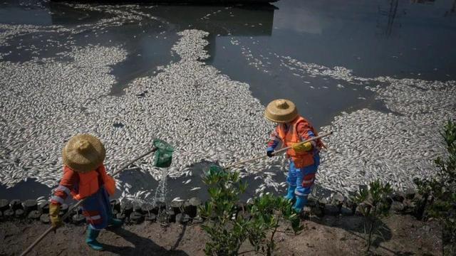 海南海口红城湖现大量死鱼 捞出8吨 环卫紧急清理中