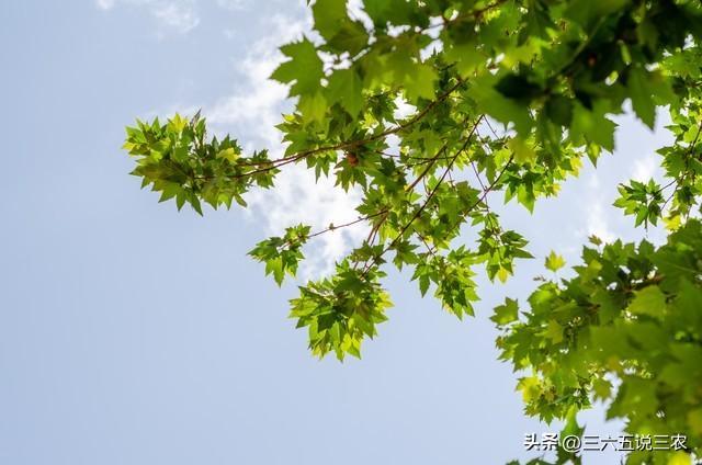 四月初八“九龙吐水”日 晴天阴雨哪个好？