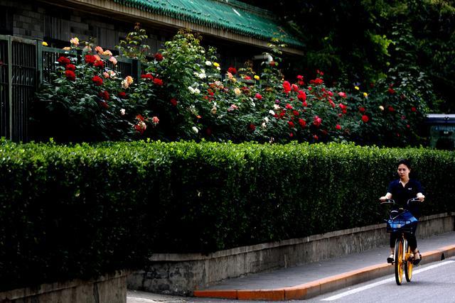 北京花卉大观园烟花图片
