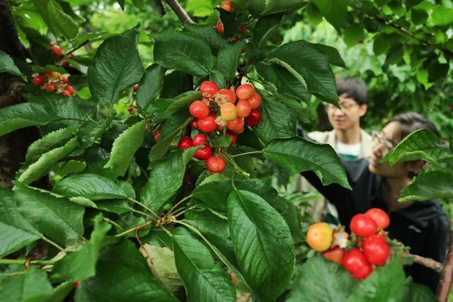 北京西集镇近万亩大樱桃进入采摘期 品味甜蜜，迎接盛夏果香