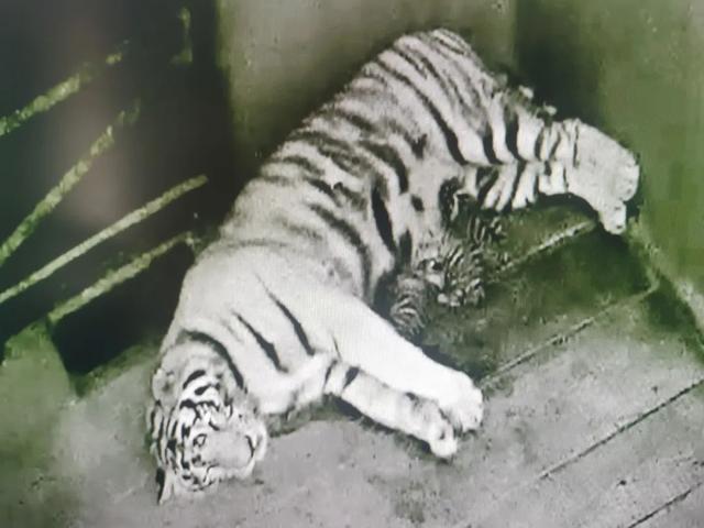 石家庄市动物园东北虎产下四胞胎 虎年添丁进口喜讯来