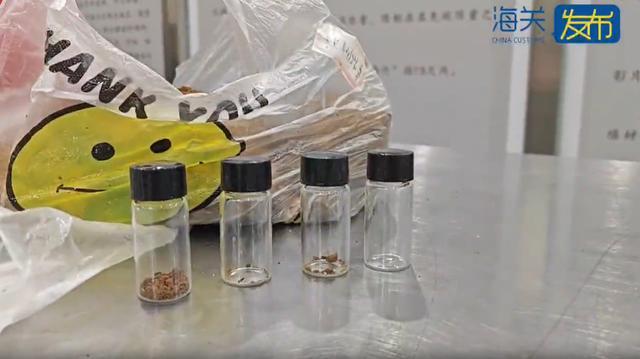 海关在入境旅客行李中发现活虫蚁 严防生物安全风险