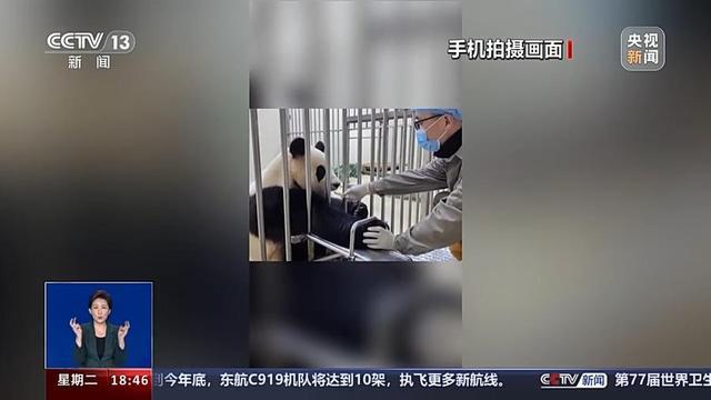 大熊猫福宝过儿童节大口吃竹子窝头 萌态可掬迎粉丝