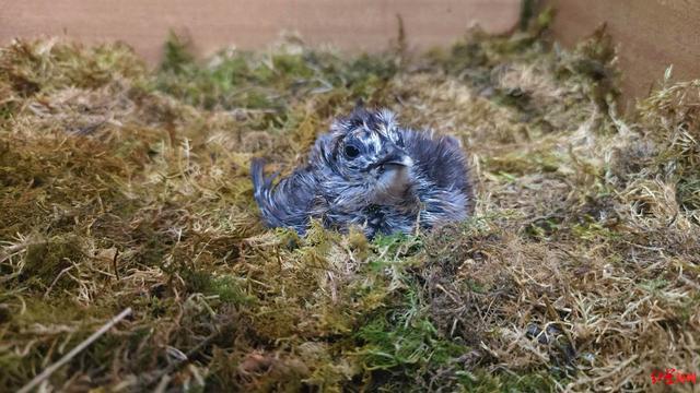 鸟中大熊猫绿尾虹雉人工繁育新进展