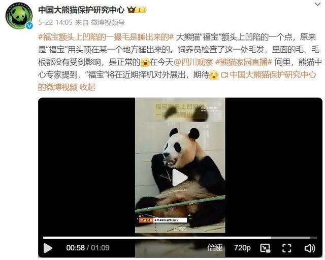 福宝随地大小躺 熊猫福宝安好，网传虐待系谣言