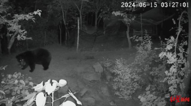 金堂村民家中监控拍到黑熊