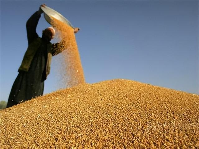小麦“越涨越猛”！猛烈涨价遍地开花 农户收益现曙光