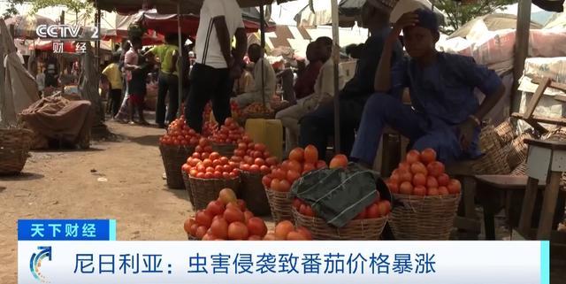 尼日利亚番茄价暴涨20倍：虫害致产量锐减