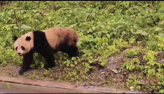 最近仅1米 车友偶遇野生大熊猫遛弯儿 大熊猫悠闲过马路