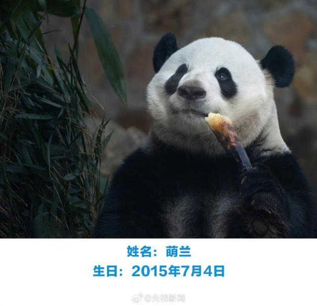大熊猫萌兰花花和叶今天生日