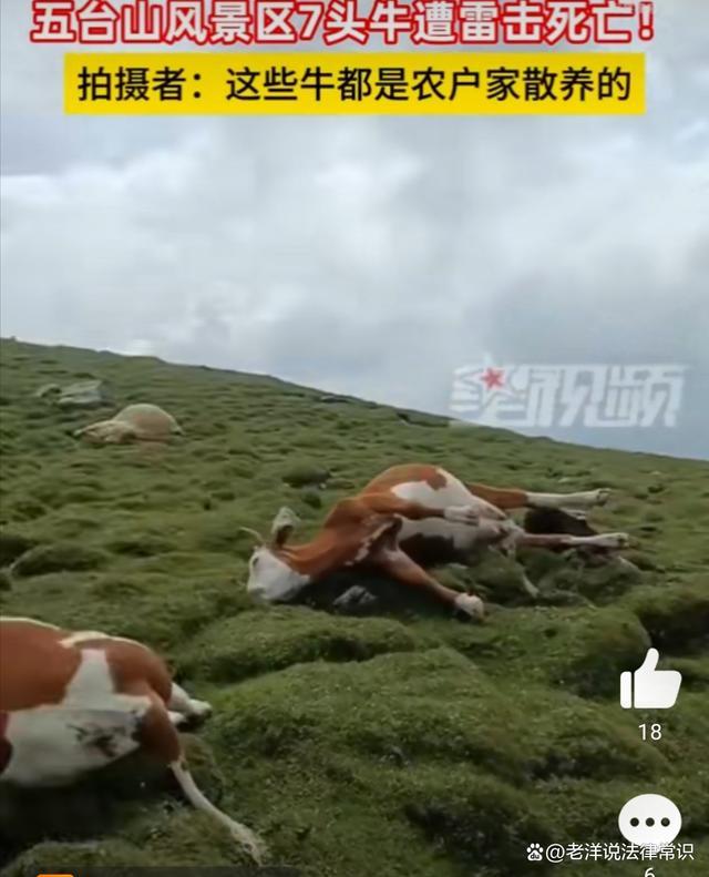五台山风景区7头牛遭雷击死亡！