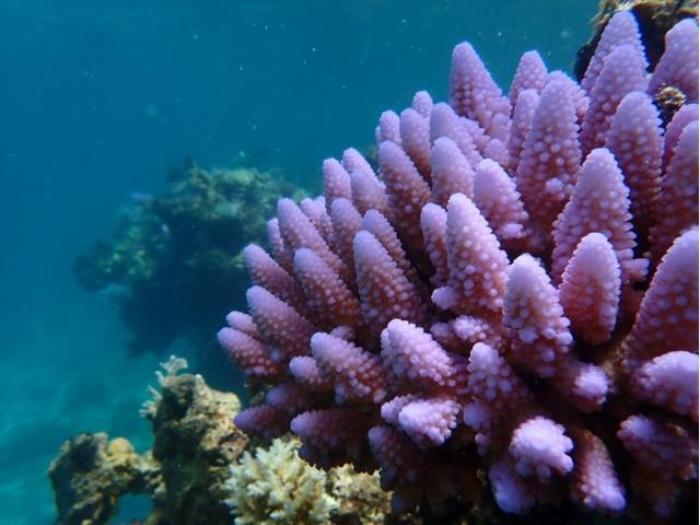 黄岩岛海域生态环境全面体检 珊瑚礁生态媲美大堡礁