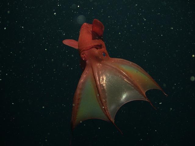 中国科学家在南海发现新物种拟幽灵蛸