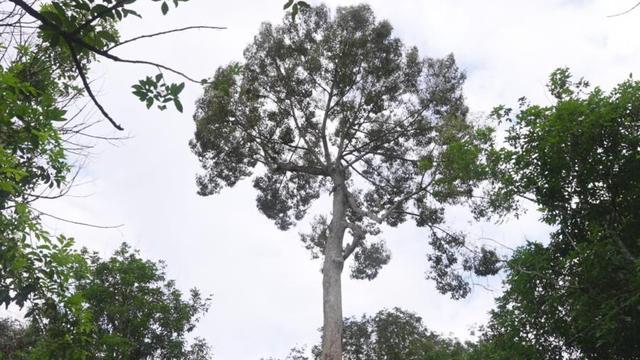 国产榴莲产业呈现提速发展趋势，海南成核心推动力