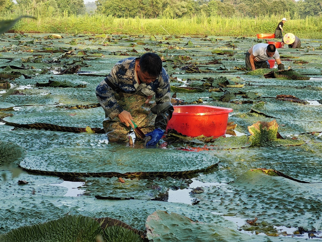 河南罗山：芡实种植助力乡村振兴，芡实丰收绘就乡村新景