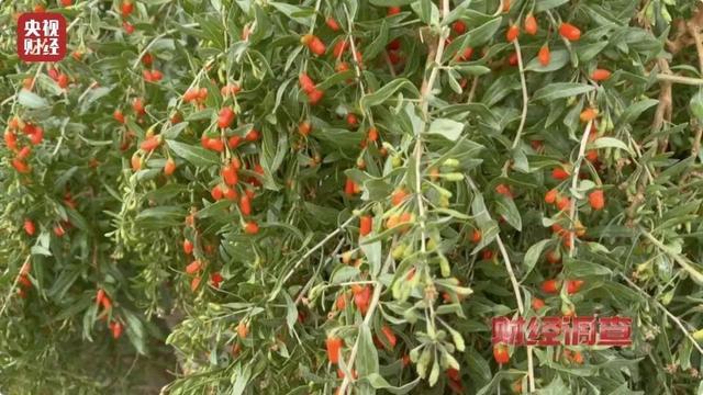 记者曝光硫超标枸杞加工黑幕 食品安全警钟再响