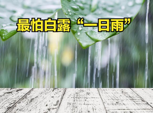 老人说最怕“白露一日雨” 有啥预兆？