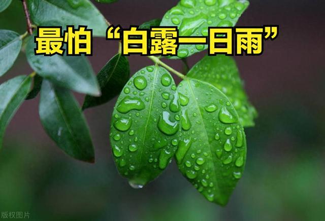 老人说最怕“白露一日雨” 有啥预兆？