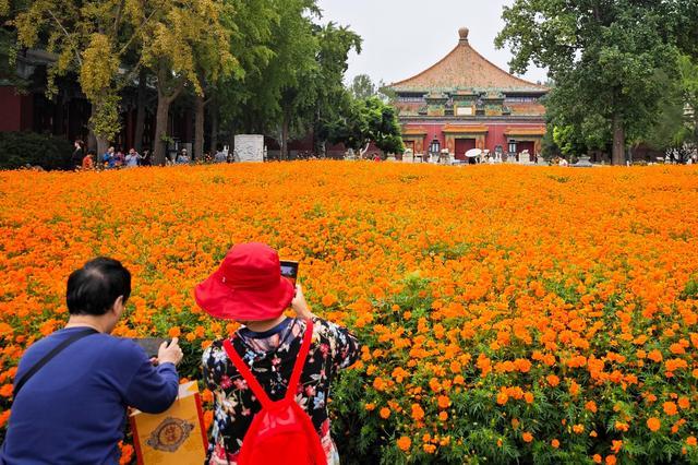 北京北海公园硫华菊进入盛花期 古建映花海，秋日赏菊正当时