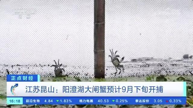 阳澄湖大闸蟹预计9月下旬开捕