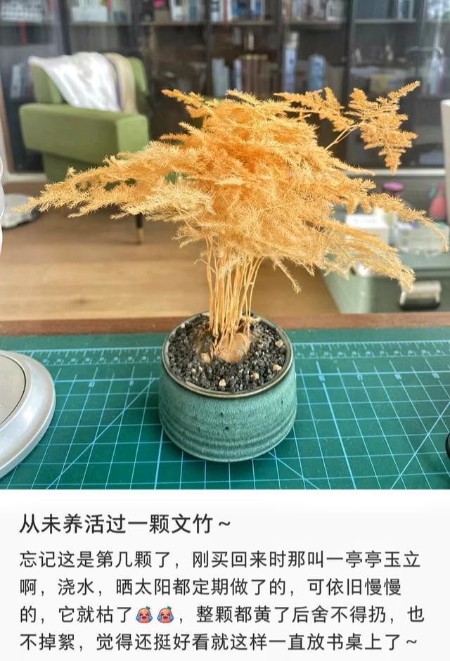 男子调侃自家养的花高端被网友吐槽 文竹之死，别样韵味引赞叹