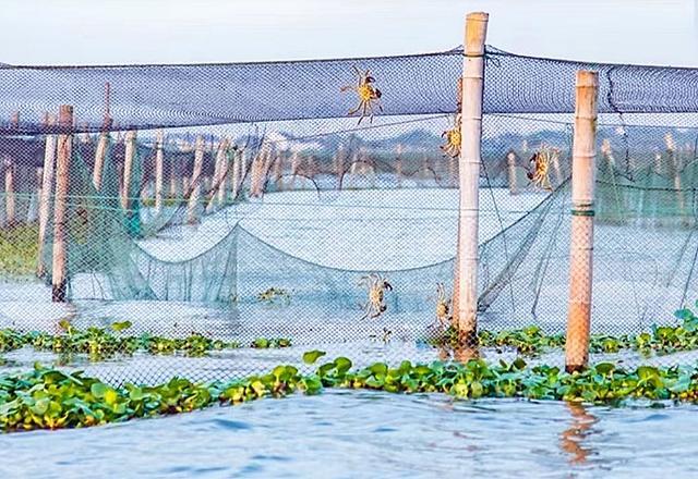 浙江湖州近5万亩大闸蟹抢鲜上市 中秋餐桌添美味