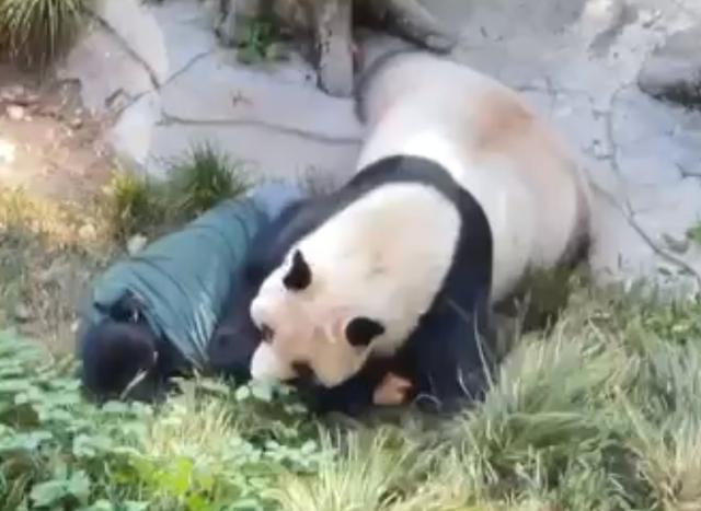 大熊猫丁丁扑倒饲养员动物园回应：丁丁没问题，饲养员问题不大